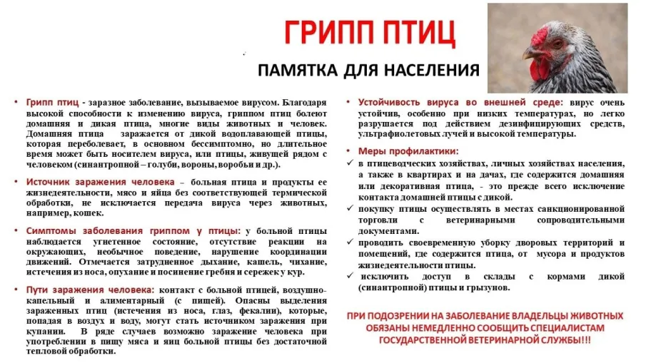 12 октября на территории городского округа город Выкса будут проводиться командно-штабные учения государственной ветеринарной службы Нижегородской области по ликвидации очага гриппа птиц